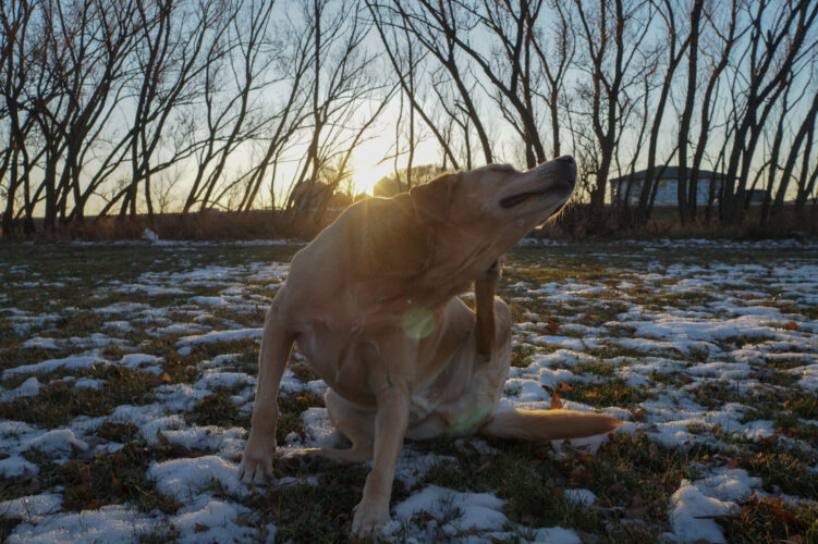 How to Provide Dog Allergy Relief and Soothe Dry Skin Image